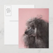 Carte Postale Chien regardant loin (Devant / Derrière)
