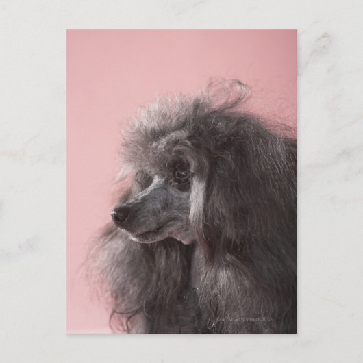 Carte Postale Chien regardant loin (Devant)