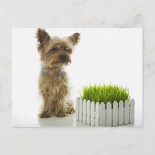 Carte Postale Chien reniflant les voisins cour