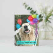 Carte Postale Chien Retriever doré avec ballons Anniversaire (Debout devant)