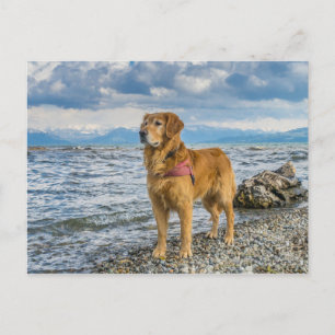 Carte Postale Chien Retriever Doré sur la Plage Photo Ciel Bleu