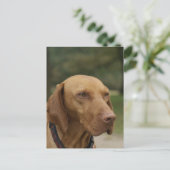Carte postale Chien Rhodesian Ridgeback (Debout devant)