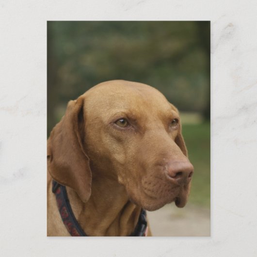 Carte postale Chien Rhodesian Ridgeback (Devant)