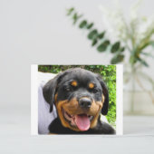Carte Postale Chien Rottweiler (Debout devant)