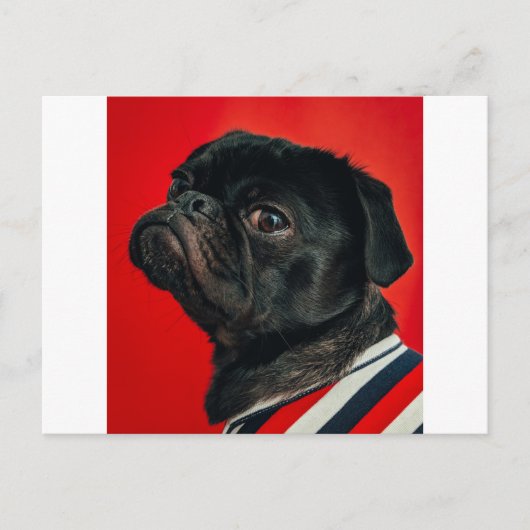 Carte Postale chien rouge (Devant)