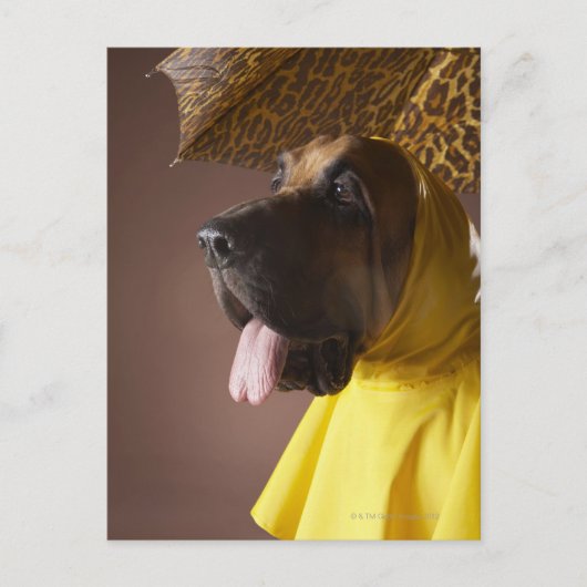 Carte Postale Chien sanglant. (Devant)