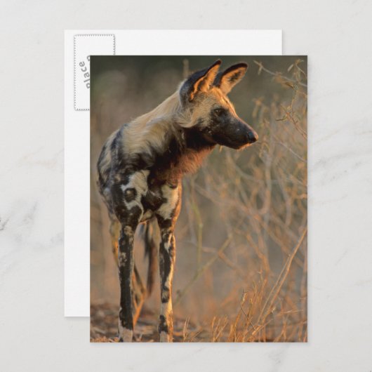 Carte Postale Chien sauvage africain (Lycaon Pictus), Kruger (Devant / Derrière)
