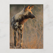 Carte Postale Chien sauvage africain (Lycaon Pictus), Kruger (Devant)
