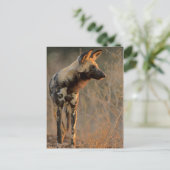 Carte Postale Chien sauvage africain (Lycaon Pictus), Kruger (Debout devant)