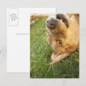 Carte Postale Chien se roulant sur le dos (Devant / Derrière)