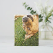 Carte Postale Chien se roulant sur le dos (Debout devant)