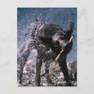 Carte Postale Chien secouant l'eau de son manteau