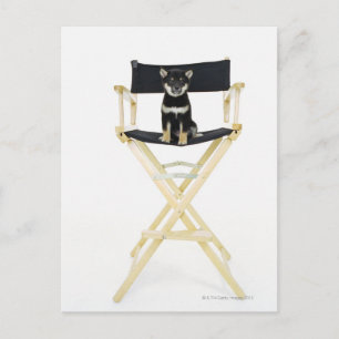 Carte Postale Chien Shiba Inu sur la chaise du réalisateur