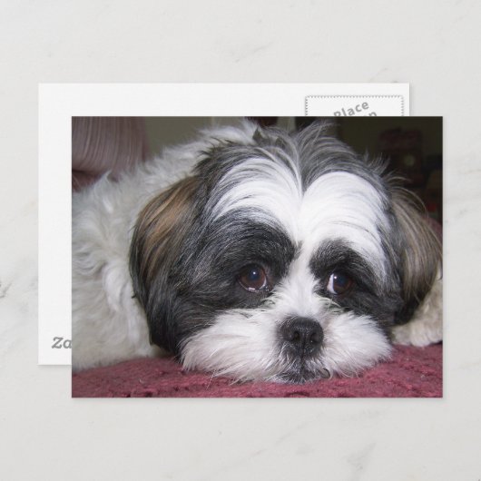 Carte Postale Chien Shih Tzu (Devant / Derrière)