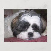 Carte Postale Chien Shih Tzu (Devant)