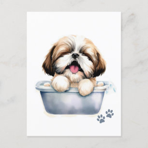 Carte Postale Chien Shih Tzu