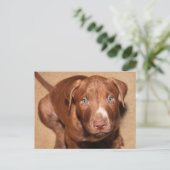 Carte Postale Chien solitaire (Debout devant)