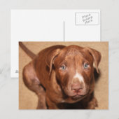 Carte Postale Chien solitaire (Devant / Derrière)