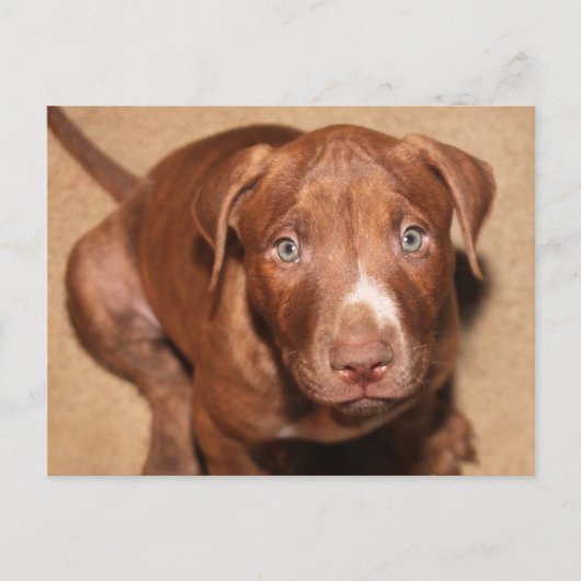 Carte Postale Chien solitaire (Devant)