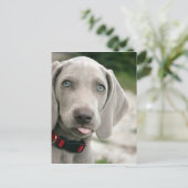 Carte Postale Chien sortant la langue (Debout devant)