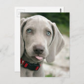 Carte Postale Chien sortant la langue (Devant / Derrière)