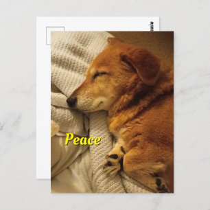 Carte postale Chien Souriant