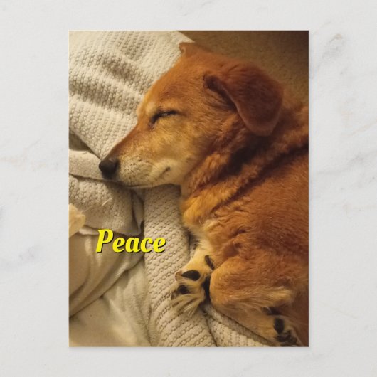 Carte postale Chien Souriant (Devant)