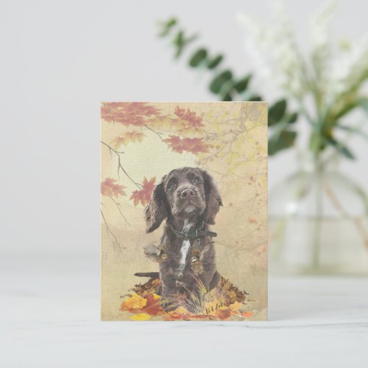 Carte Postale Chien spaniel spaniel cocker au chocolat (Debout devant)