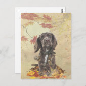 Carte Postale Chien spaniel spaniel cocker au chocolat (Devant / Derrière)