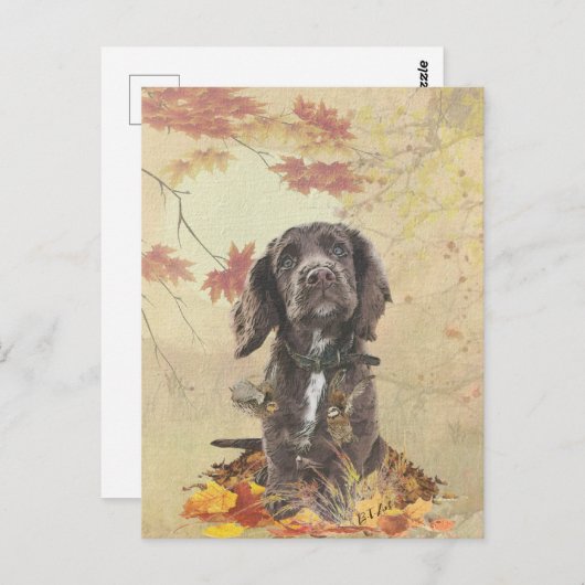 Carte Postale Chien spaniel spaniel cocker au chocolat (Devant / Derrière)