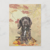 Carte Postale Chien spaniel spaniel cocker au chocolat (Devant)