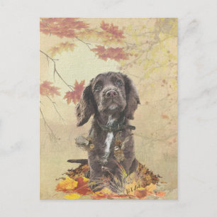 Carte Postale Chien spaniel spaniel cocker au chocolat