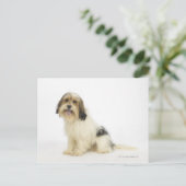 Carte Postale Chien sur blanc 104 (Debout devant)