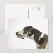 Carte Postale Chien sur blanc 11 (Devant / Derrière)