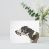 Carte Postale Chien sur blanc 11 (Debout devant)