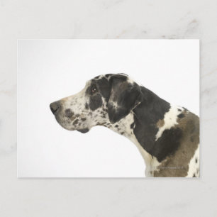 Carte Postale Chien sur blanc 11