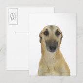 Carte Postale Chien sur blanc 41 (Devant / Derrière)