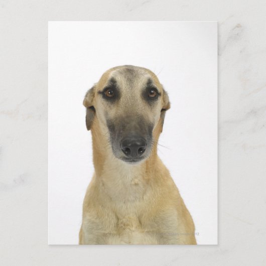 Carte Postale Chien sur blanc 41 (Devant)