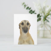 Carte Postale Chien sur blanc 41 (Debout devant)