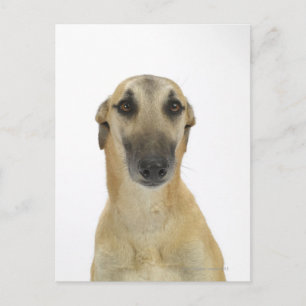 Carte Postale Chien sur blanc 41