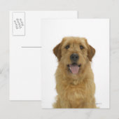 Carte Postale Chien sur blanc 44 (Devant / Derrière)