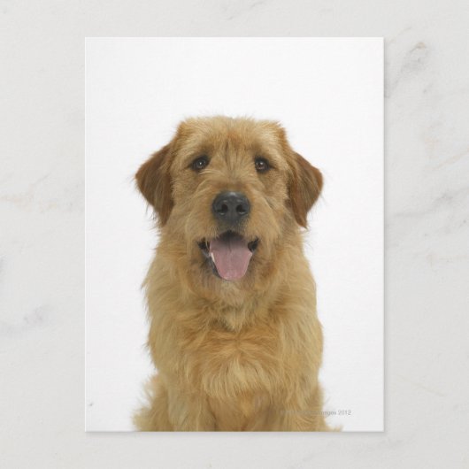 Carte Postale Chien sur blanc 44 (Devant)
