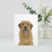 Carte Postale Chien sur blanc 44 (Debout devant)