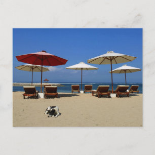 Carte Postale Chien sur la plage