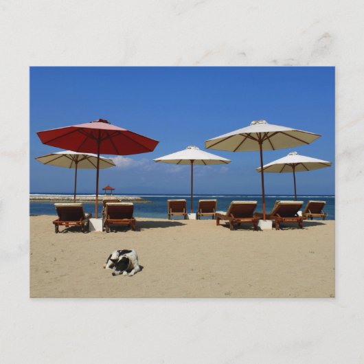 Carte Postale Chien sur la plage (Devant)