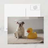 Carte Postale Chien sur tapis avec canard en plastique (Devant / Derrière)
