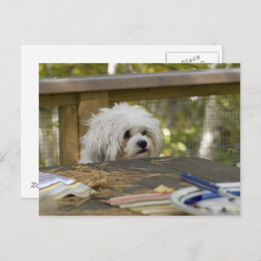 Carte Postale Chien sur une table de pique-nique (Devant / Derrière)