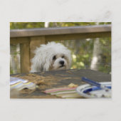 Carte Postale Chien sur une table de pique-nique (Devant)