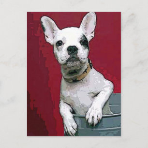 Carte Postale Chien-taureau français