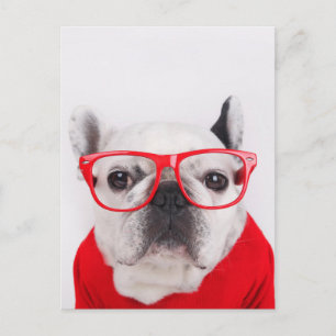 Carte Postale Chien-taureau français avec lunettes et chemise